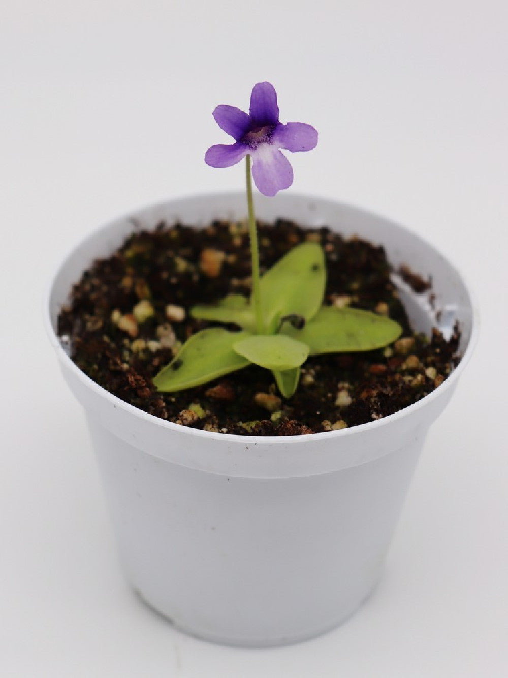 Pinguicula macroceras USA