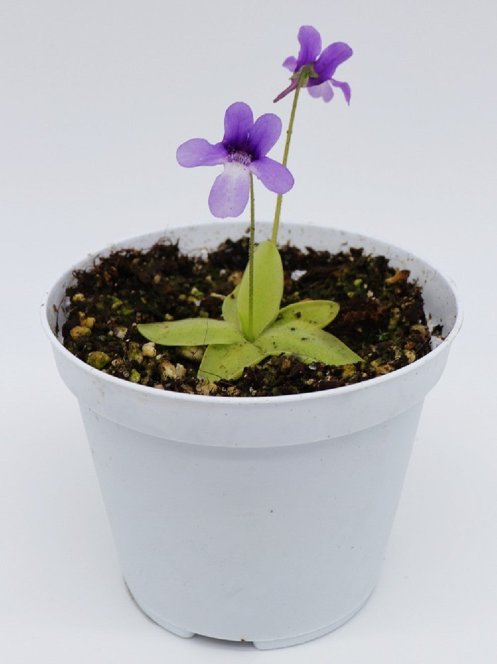 Pinguicula macroceras USA