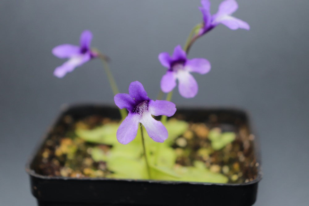 Pinguicula macroceras USA