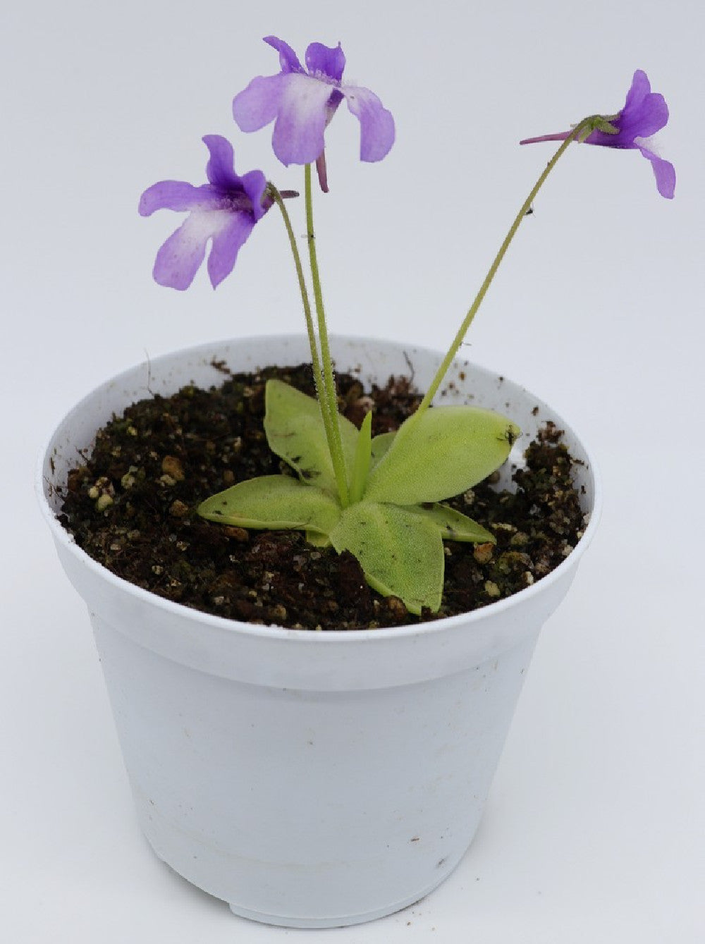 Pinguicula macroceras , Japan
