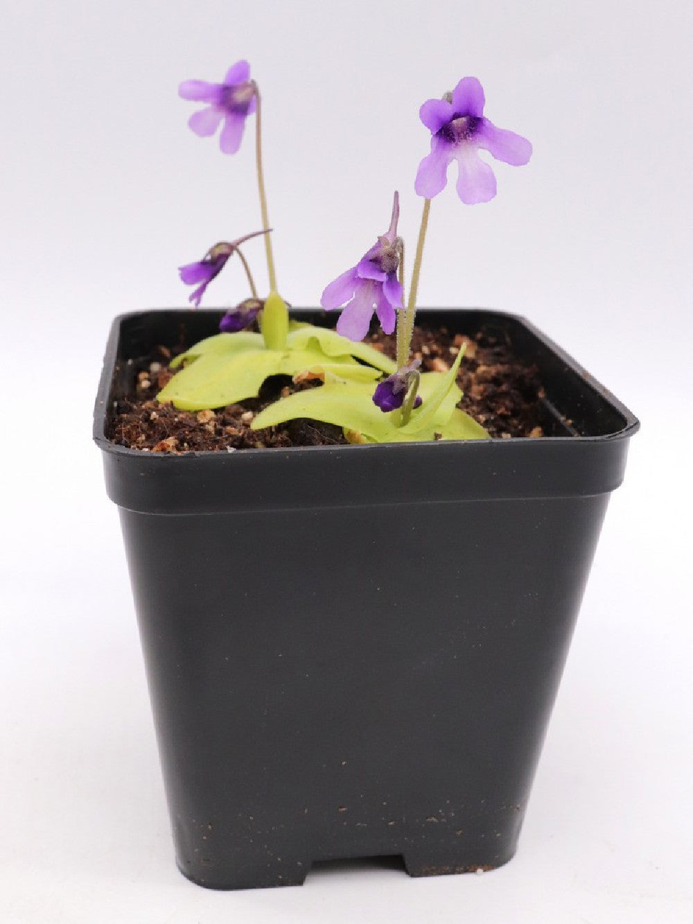 Pinguicula macroceras , Japan