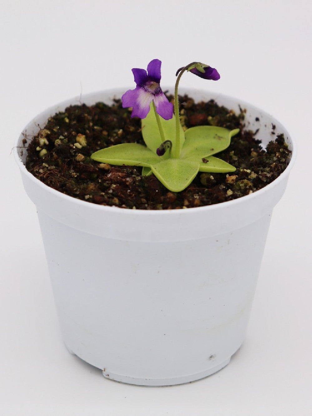 Pinguicula macroceras   Mount Nyuto, Akita, Japan