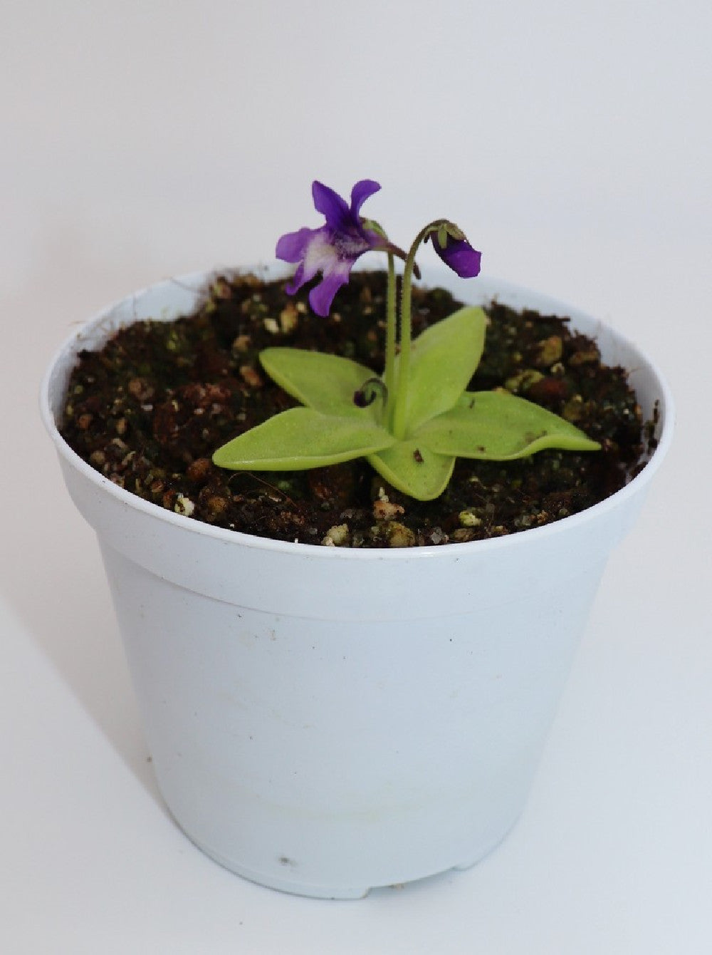 Pinguicula macroceras   Mount Nyuto, Akita, Japan