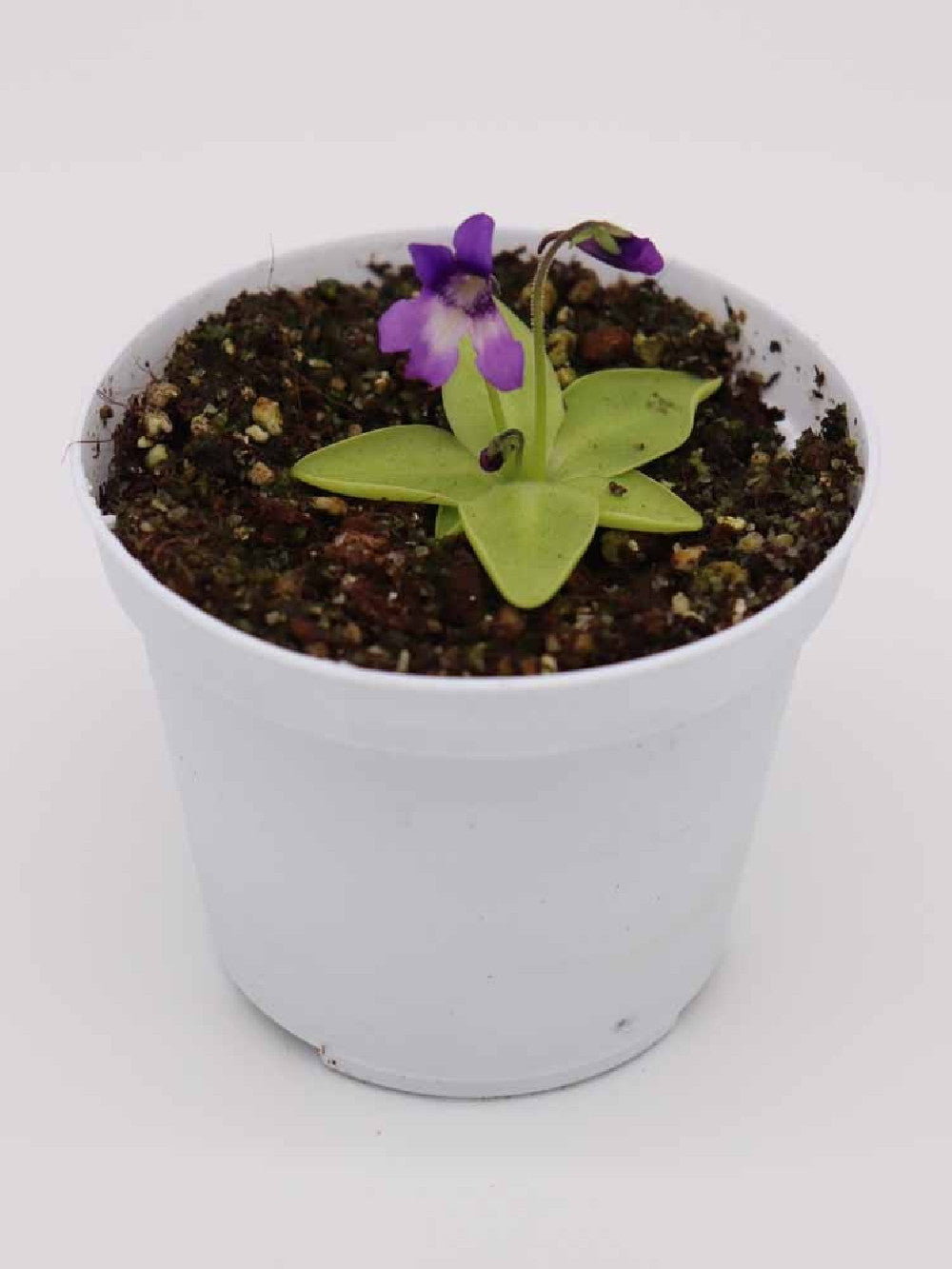 Pinguicula macroceras   Mount Nyuto, Akita, Japan