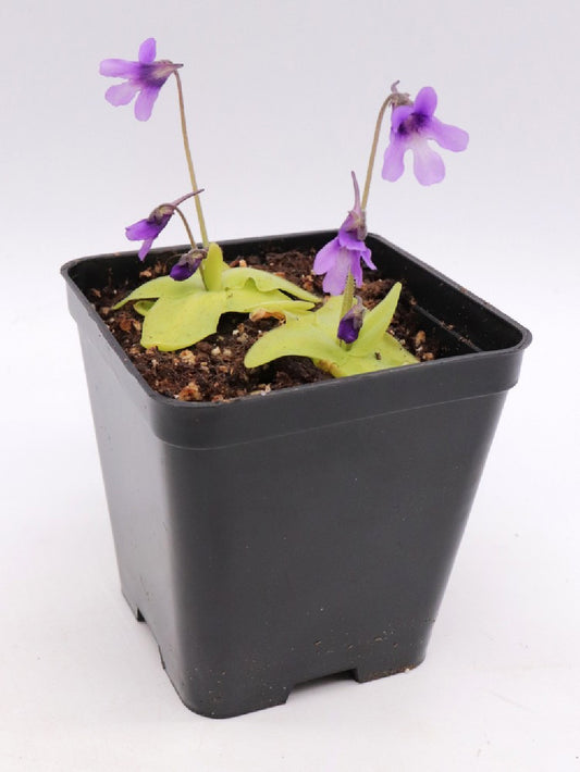 Pinguicula macroceras   Mount Nyuto, Akita, Japan