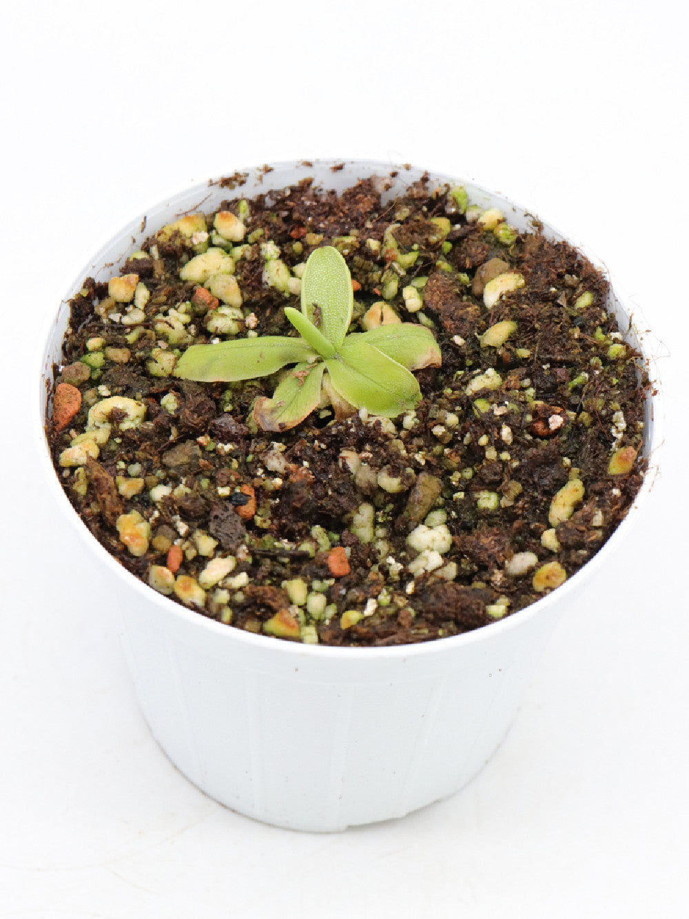 Pinguicula megaspilaea    Marmaris, Anatolia, Turkey