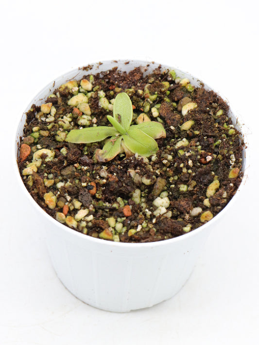 Pinguicula megaspilaea    Marmaris, Anatolia, Turkey