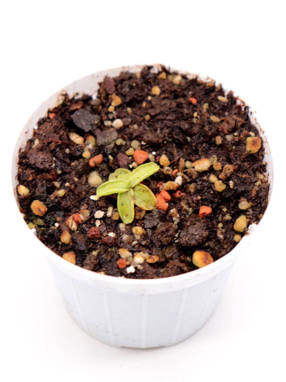 Pinguicula megaspilaea    Marmaris, Anatolia, Turkey