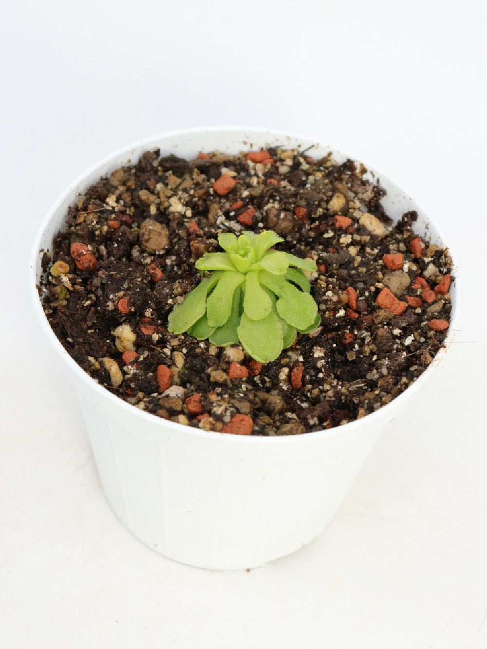 Pinguicula mesophythica Cerro Miramundo, El Salvador