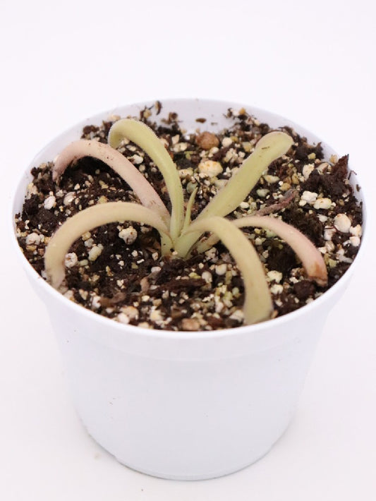 Pinguicula moctezumae x cyclosecta , Large flower , Marcus Welge