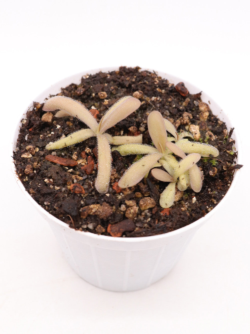 Pinguicula moctezumae x cyclosecta , Large flower , Marcus Welge