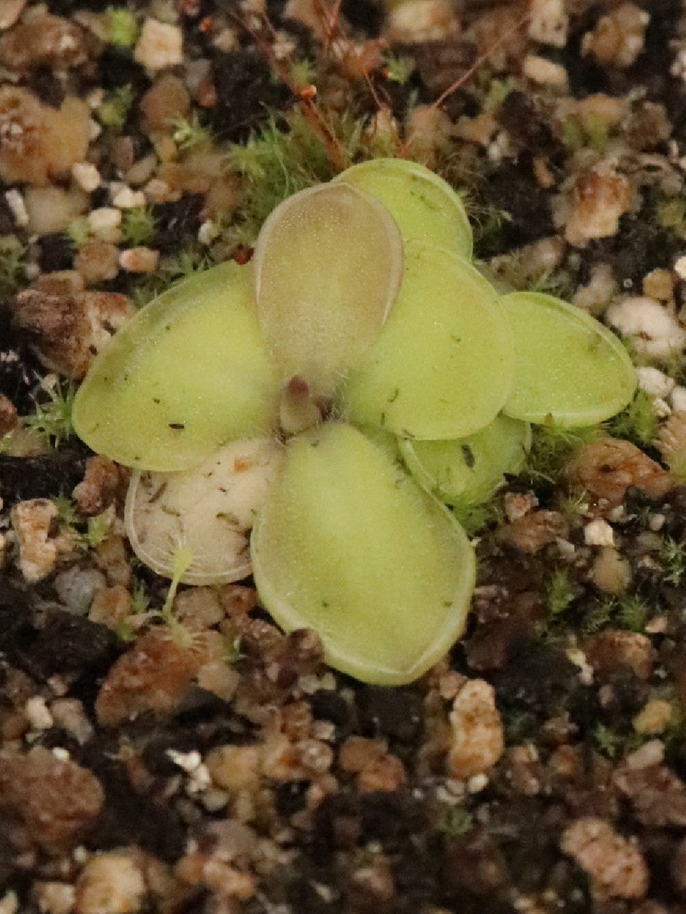 Pinguicula moranensis "F"