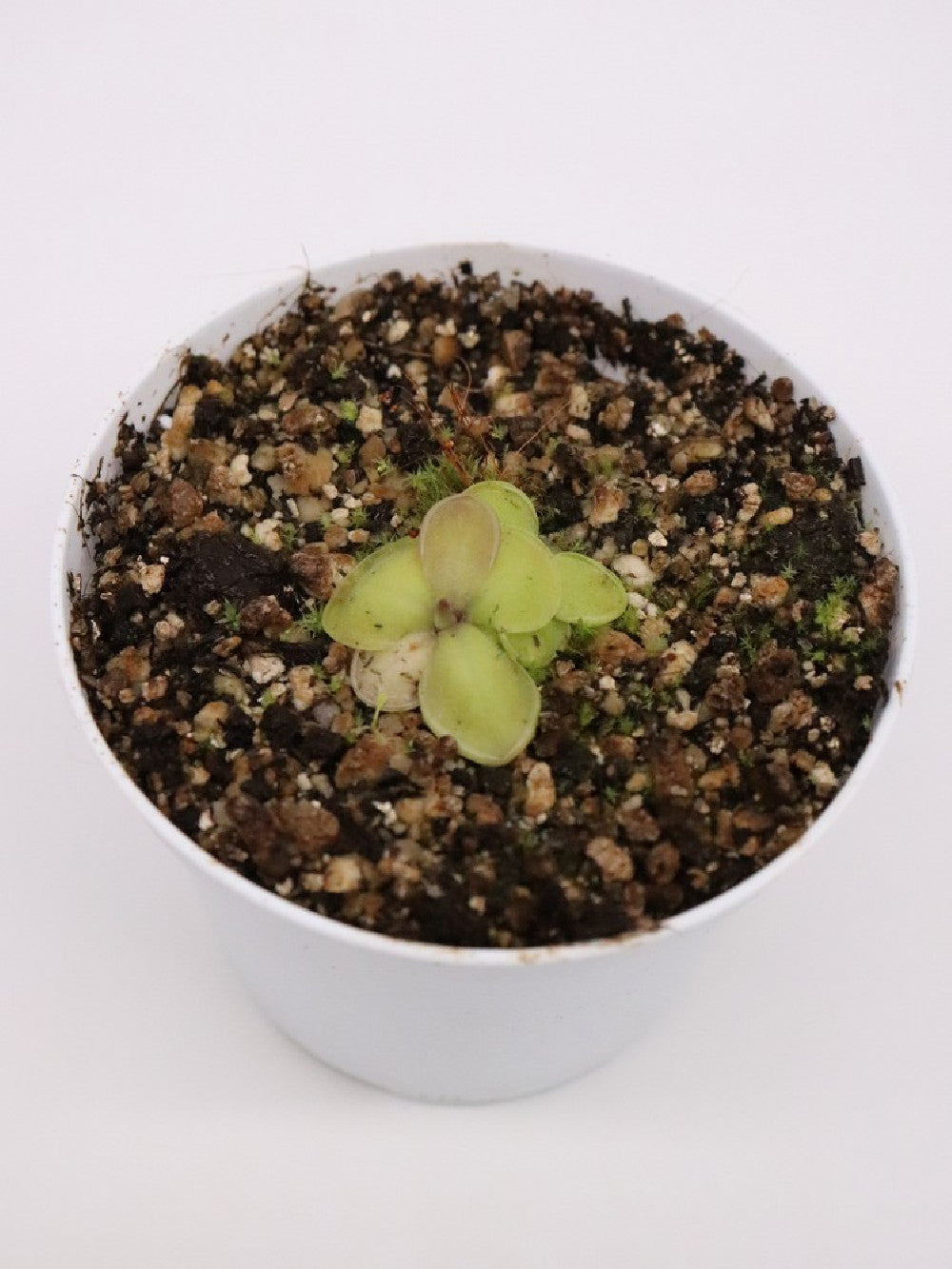 Pinguicula moranensis "F"