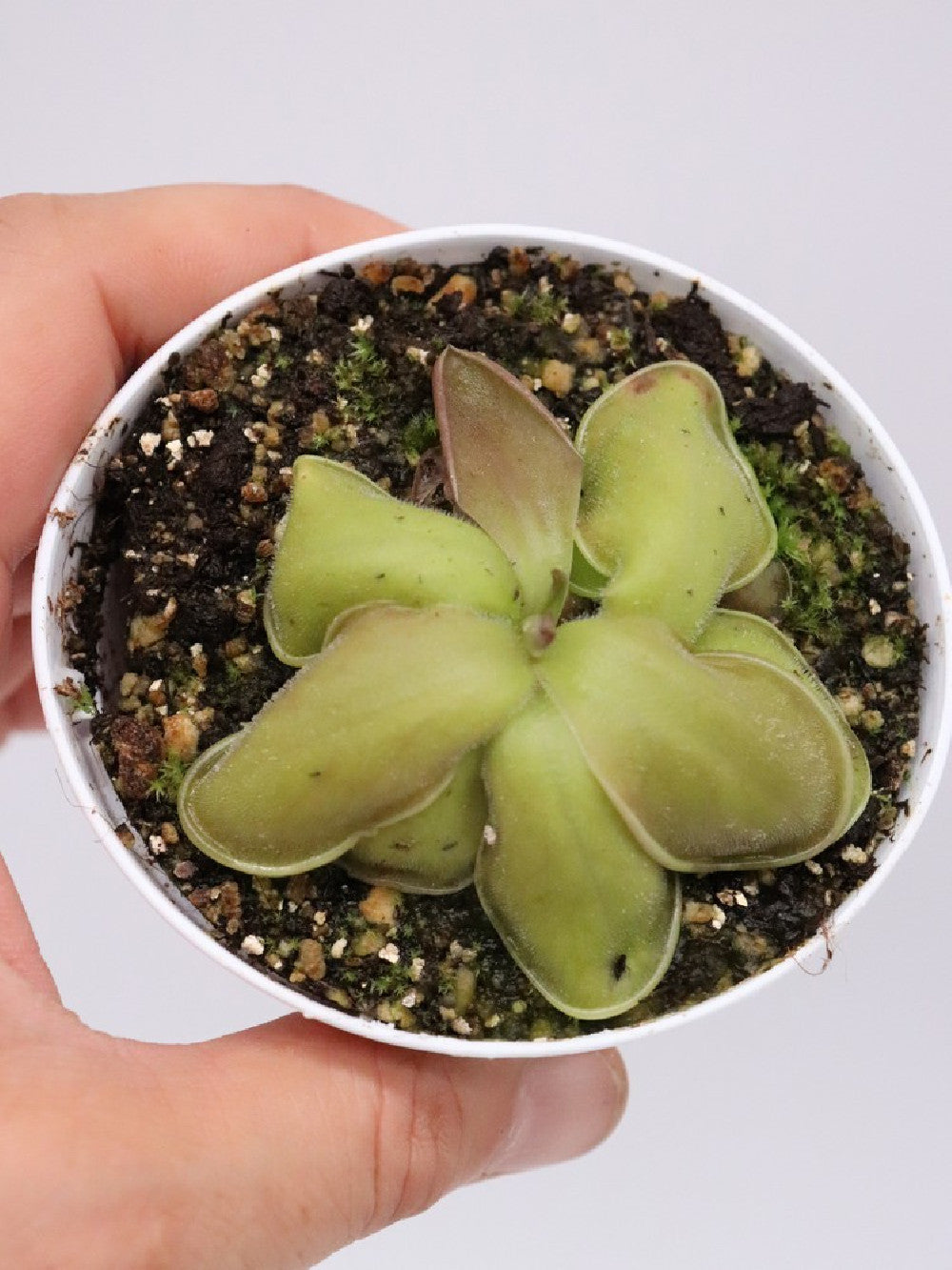 Pinguicula moranensis "Santa Maria Yucuhiti"