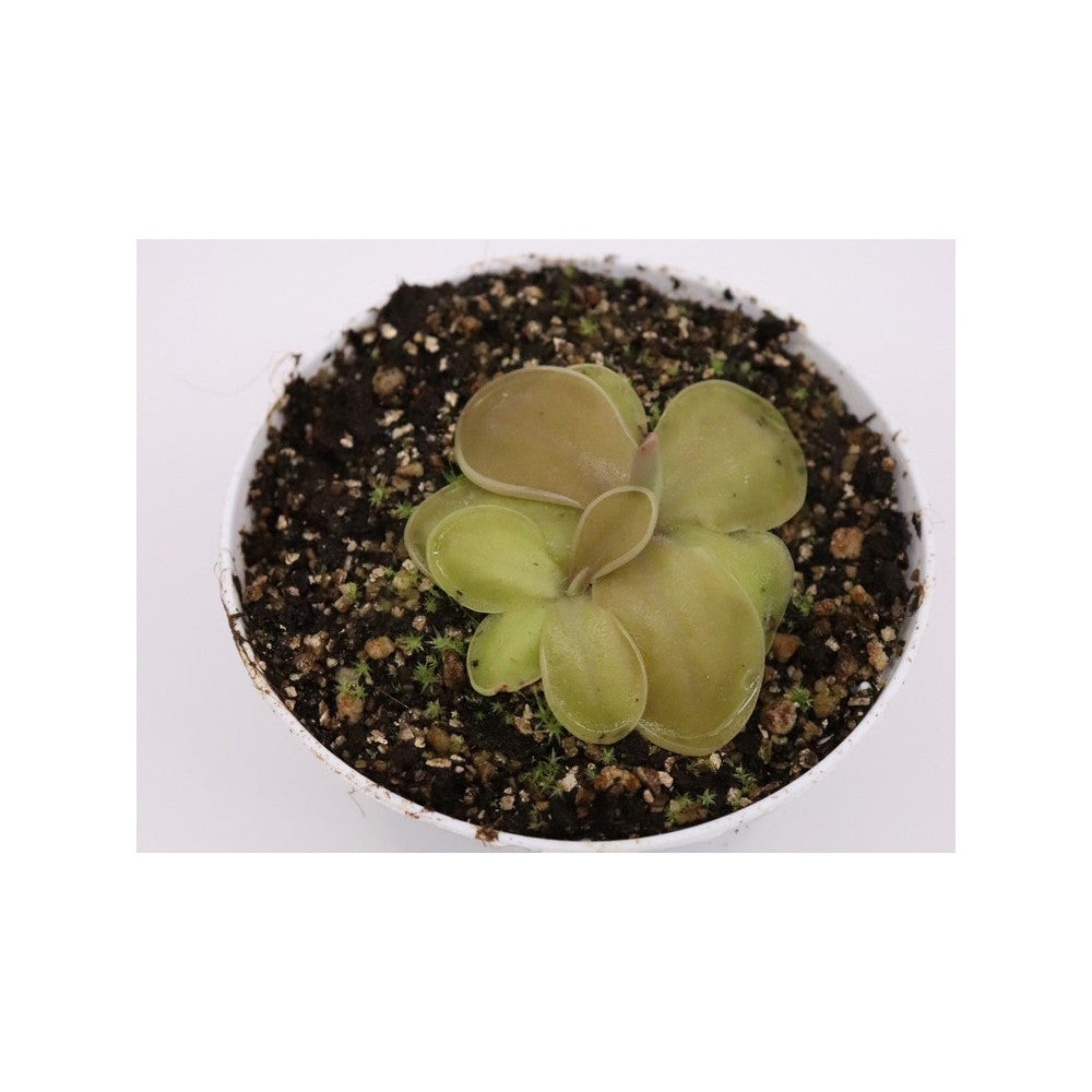 Pinguicula moranensis   near San Pablo Villa de Mitla, Oaxaca, Mexico