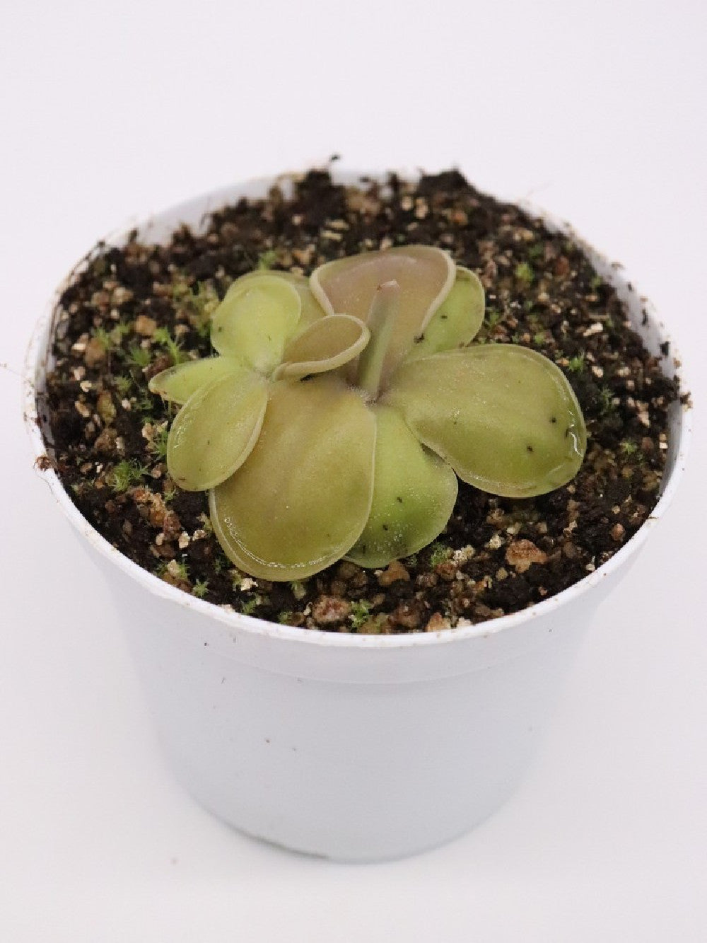 Pinguicula moranensis   near San Pablo Villa de Mitla, Oaxaca, Mexico