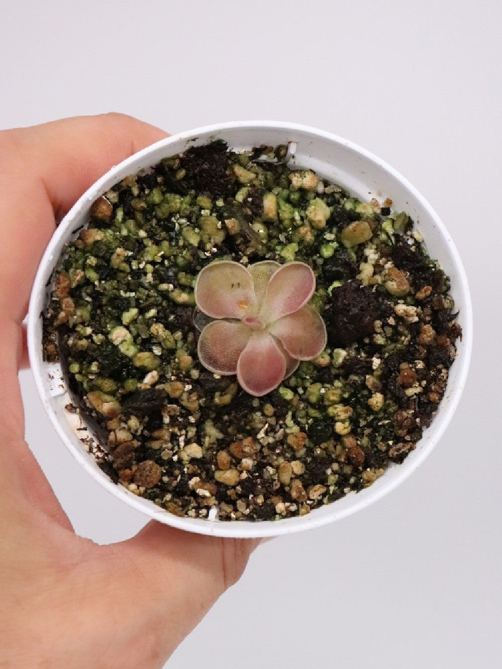 Pinguicula moranensis "kirkbright"