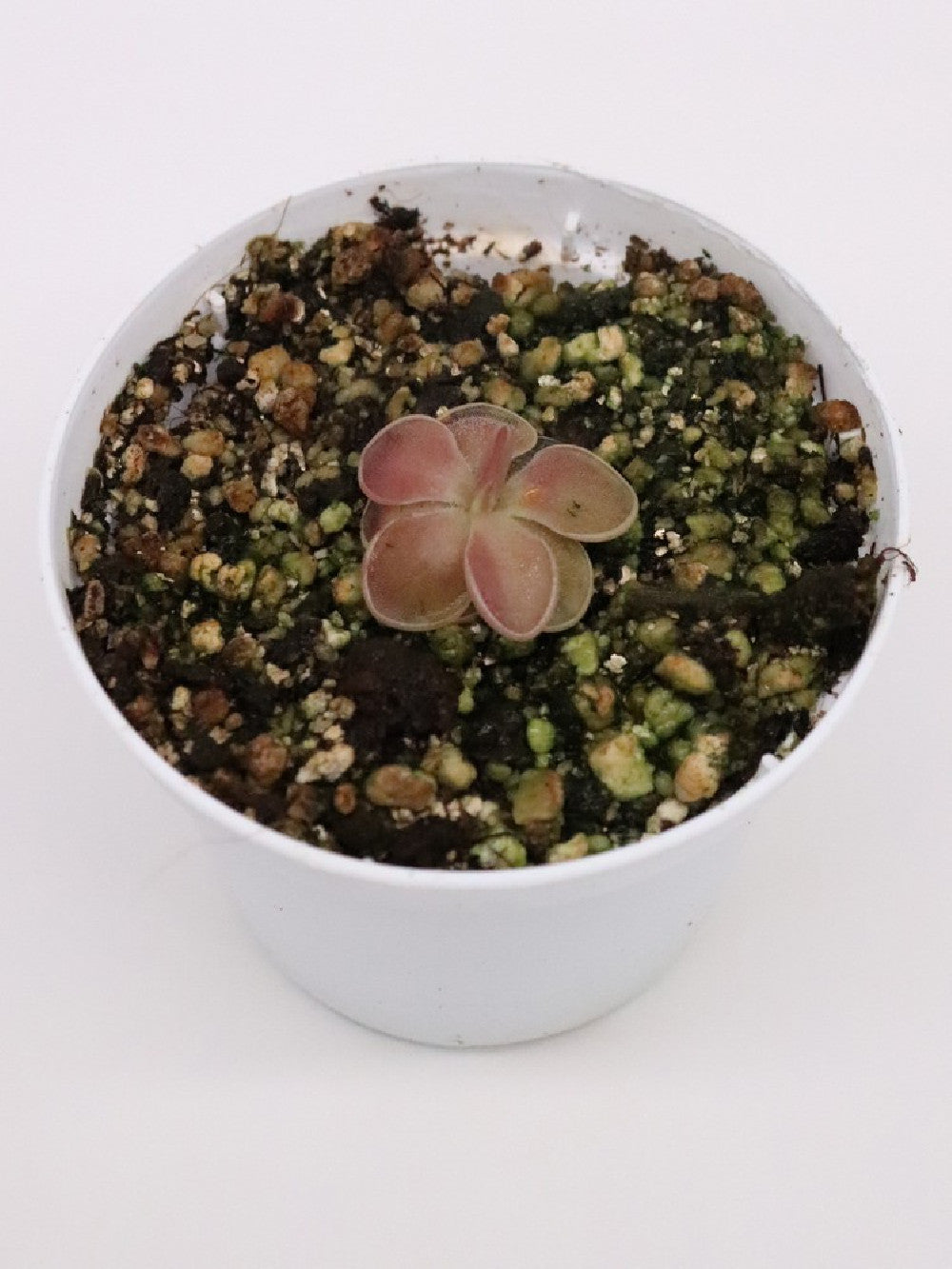 Pinguicula moranensis "kirkbright"