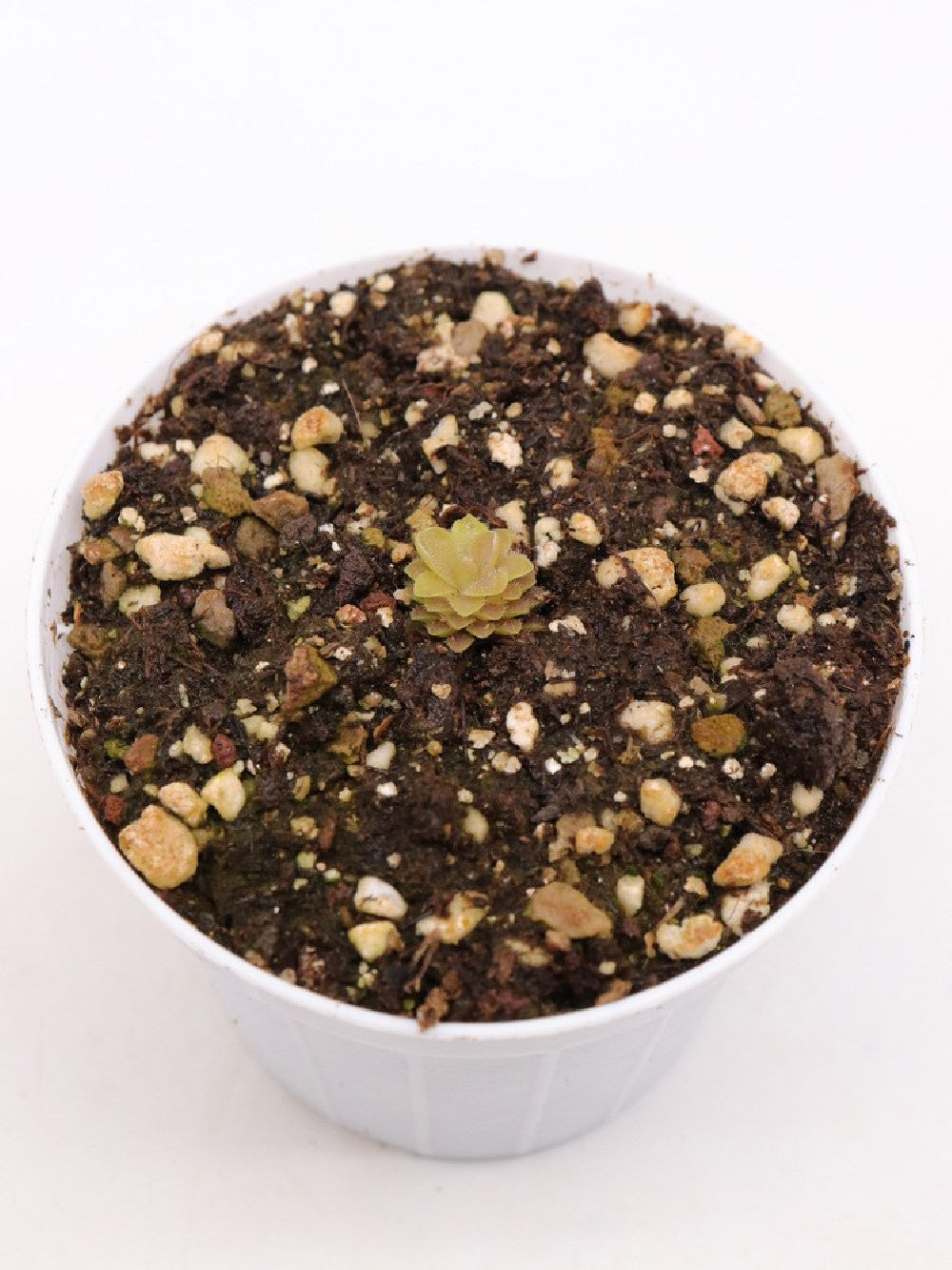 Pinguicula moranensis "kirkbright"