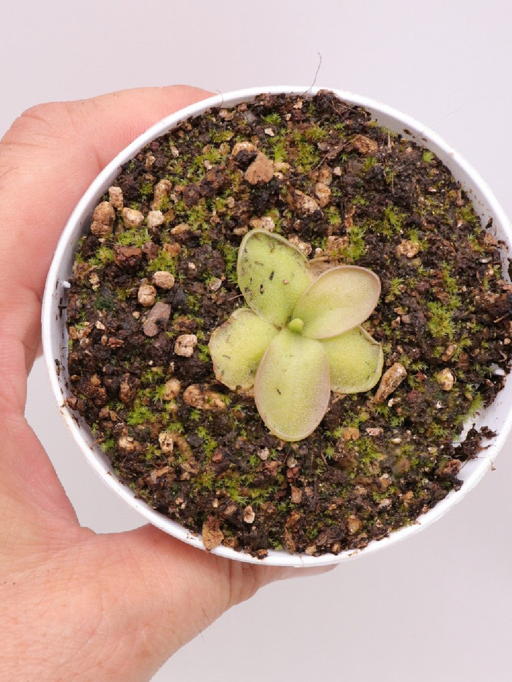 Pinguicula moranensis "near Zacatlan,Puebla, Mexico"