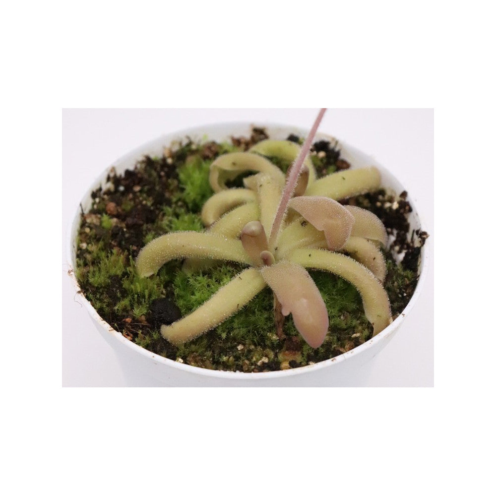 Pinguicula moranensis "orchidioides" x gypsicola