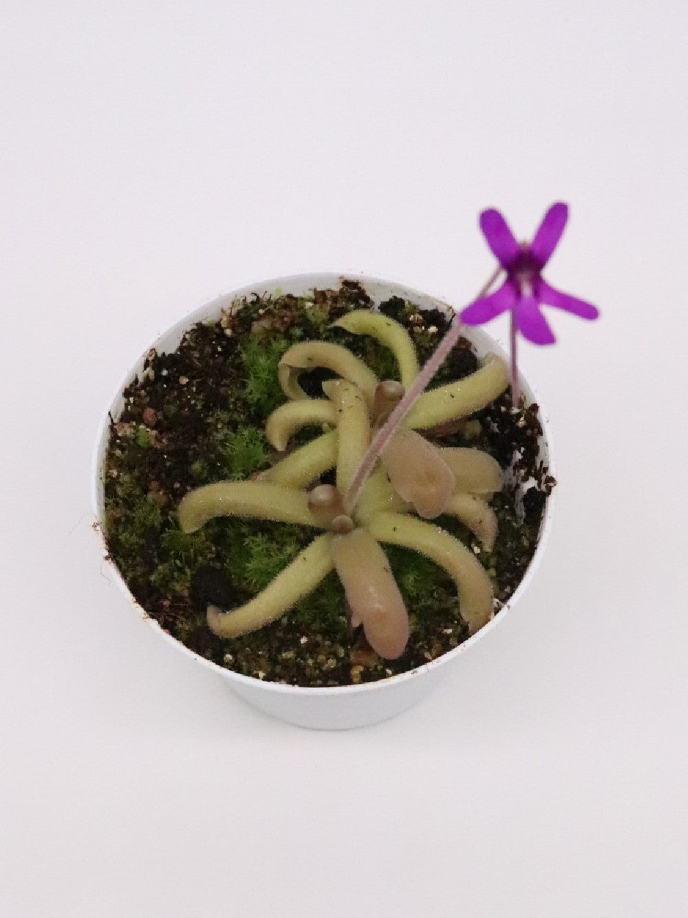 Pinguicula moranensis "orchidioides" x gypsicola