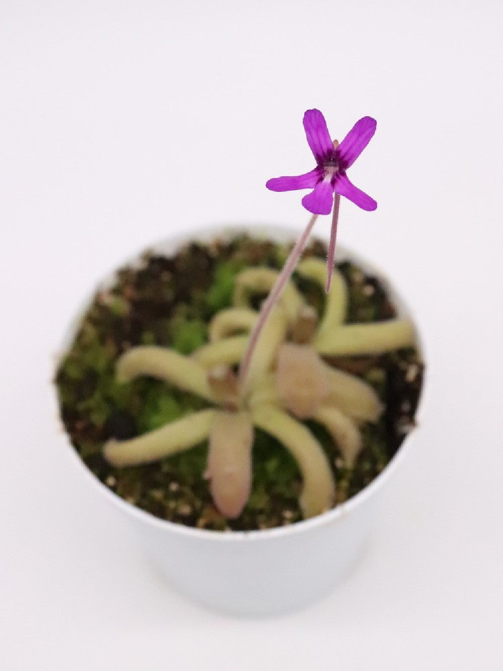 Pinguicula moranensis "orchidioides" x gypsicola