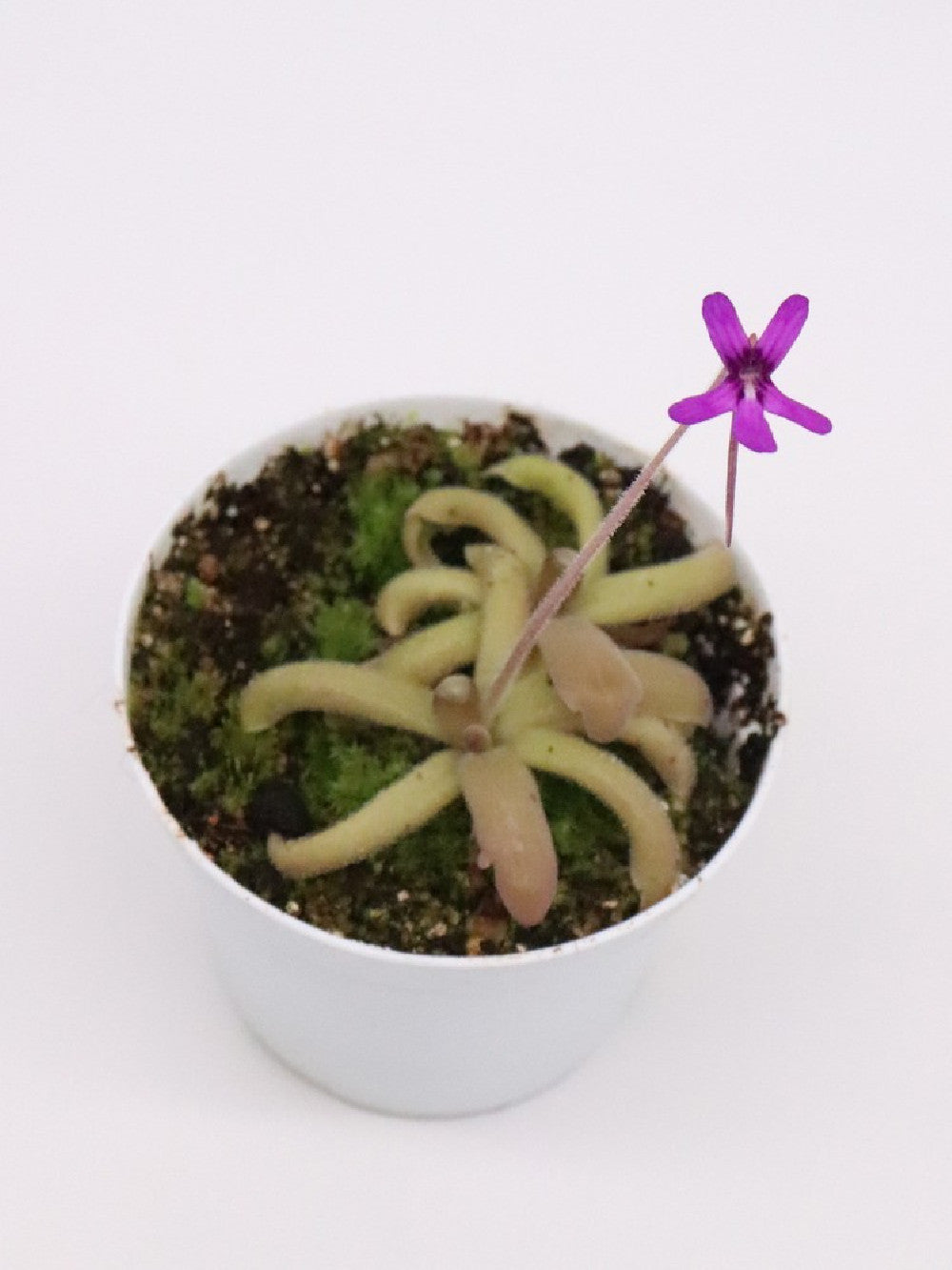 Pinguicula moranensis "orchidioides" x gypsicola