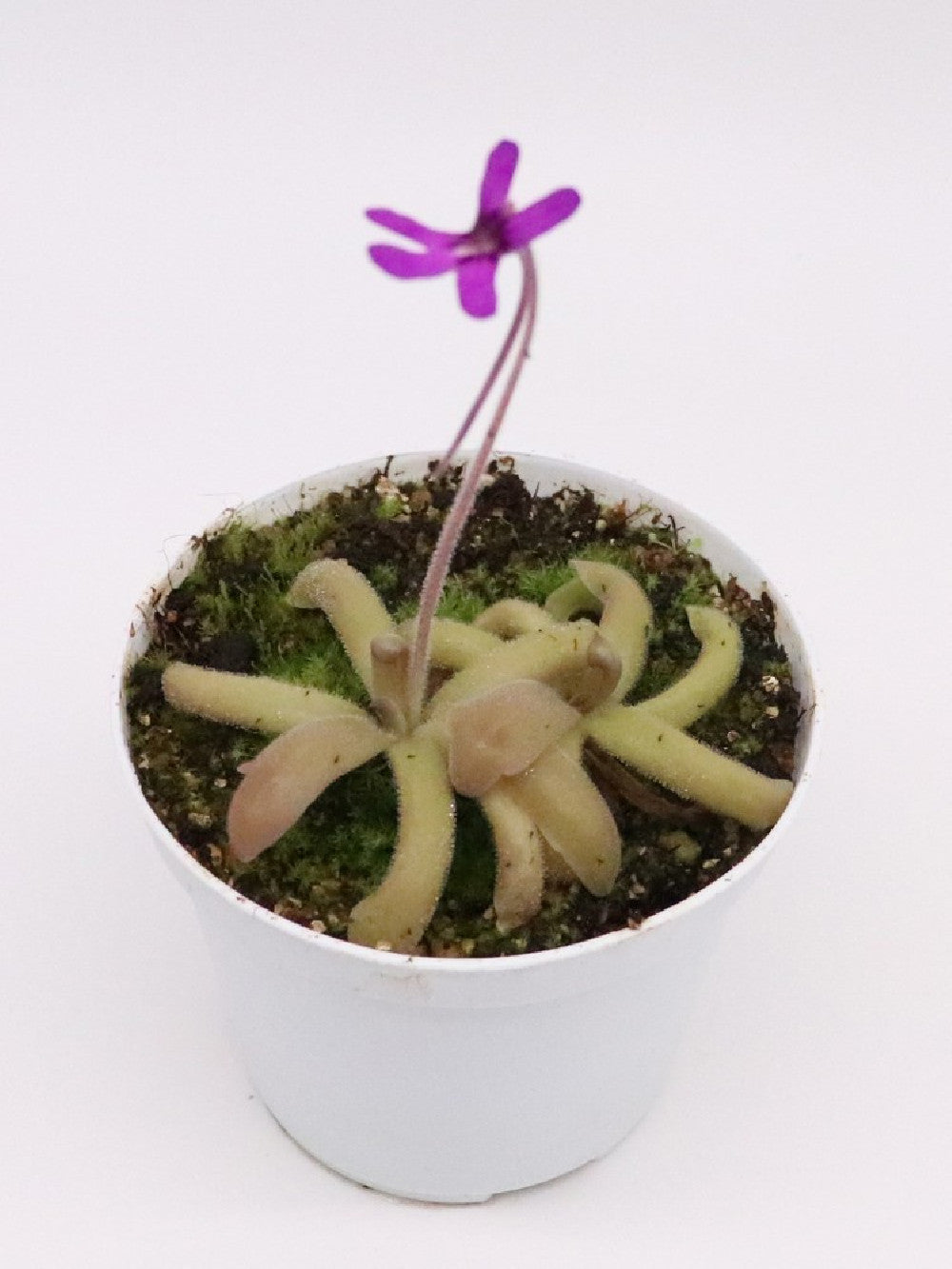 Pinguicula moranensis "orchidioides" x gypsicola