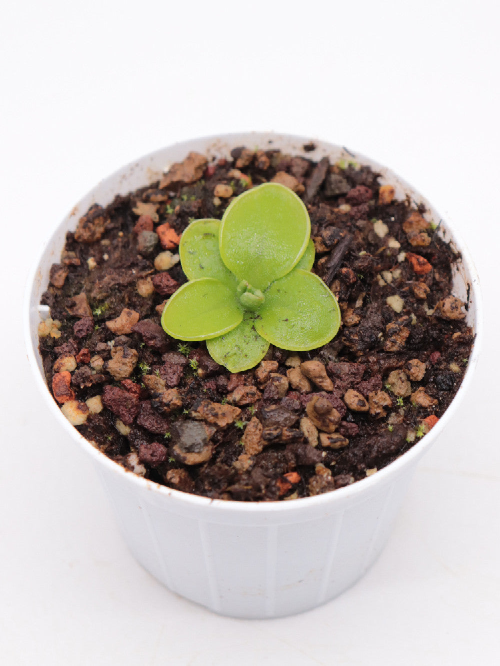 Pinguicula moranensis var. neovolcanica Guererro