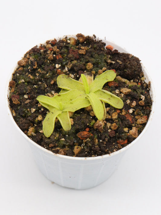 Pinguicula mundii  Rio Mundo, Spain