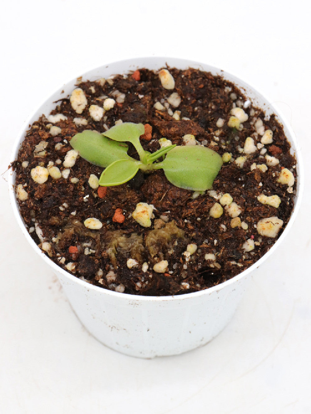 Pinguicula parvifolia