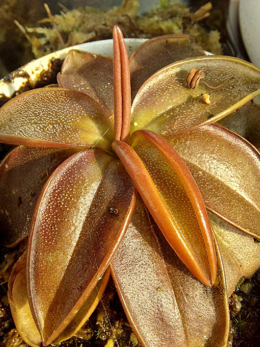 Pinguicula planifolia