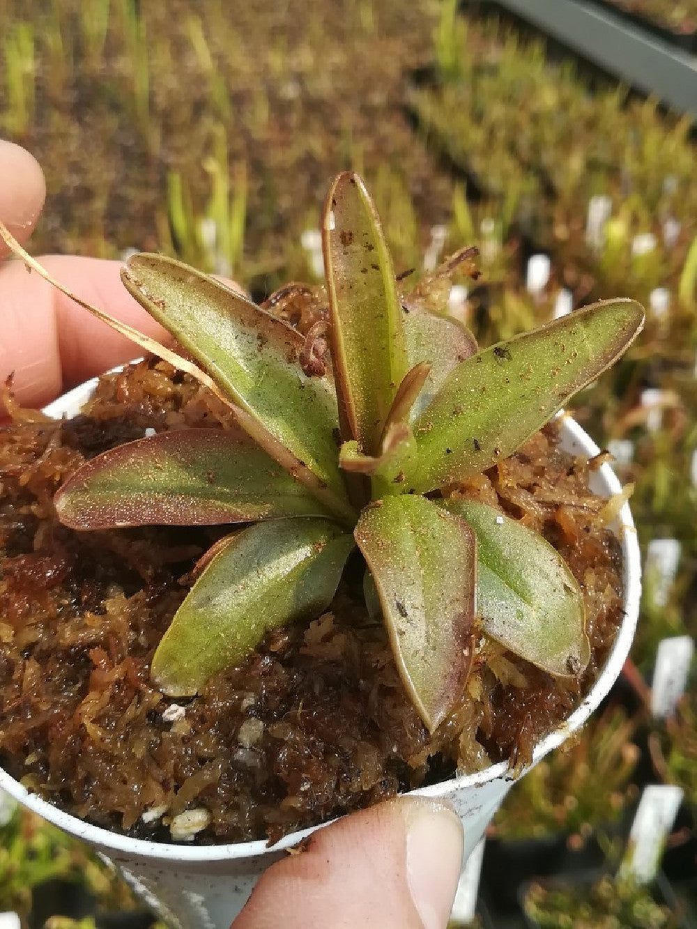 Pinguicula planifolia