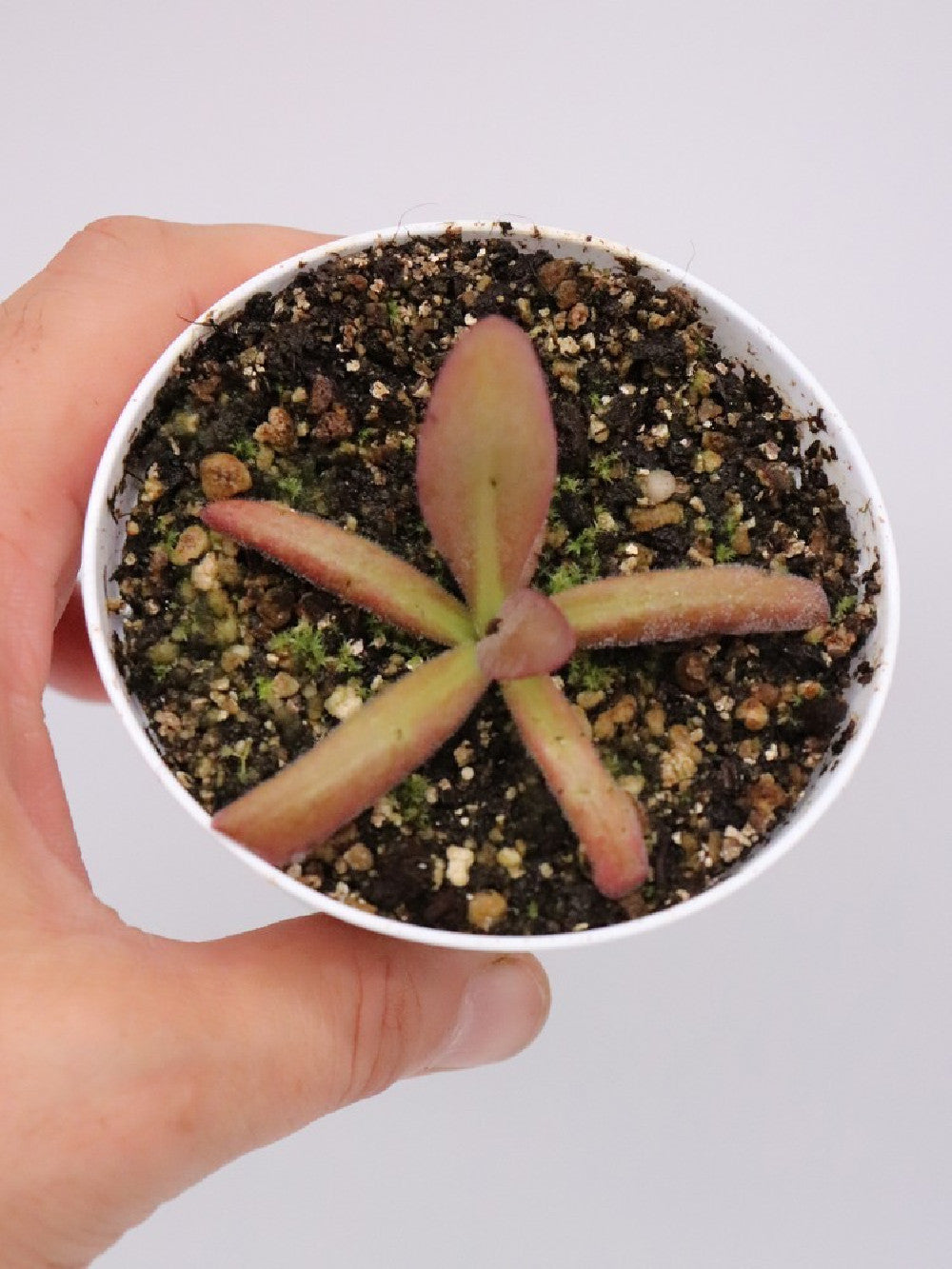 Pinguicula potosiensis x calderoniae