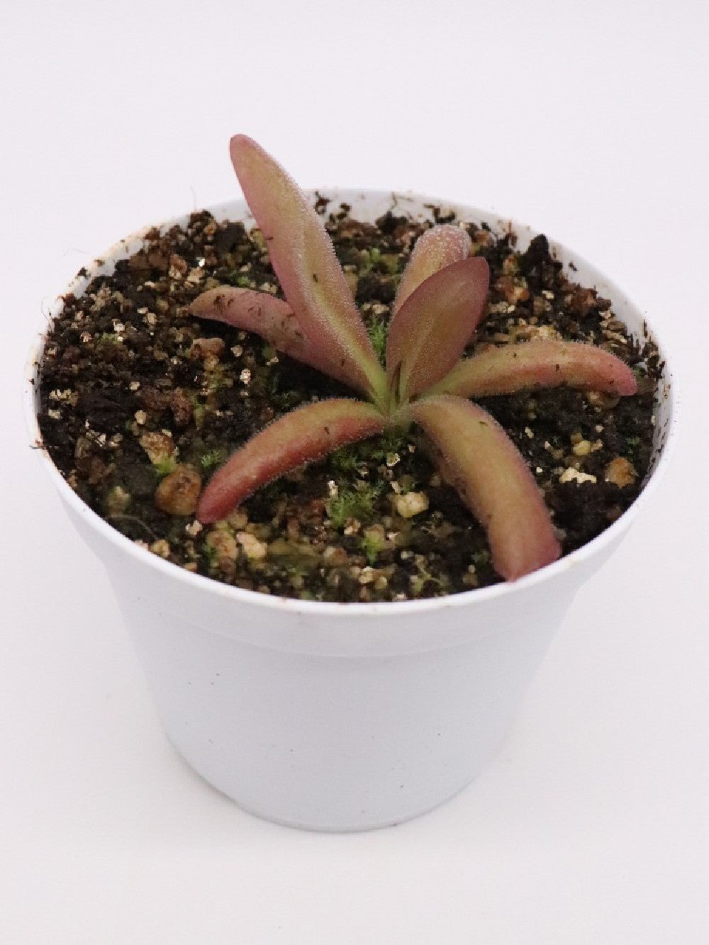 Pinguicula potosiensis x calderoniae