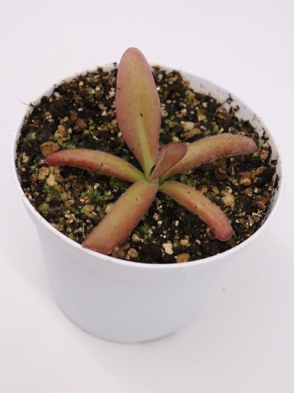Pinguicula potosiensis x calderoniae