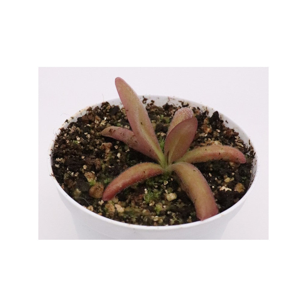 Pinguicula potosiensis x calderoniae