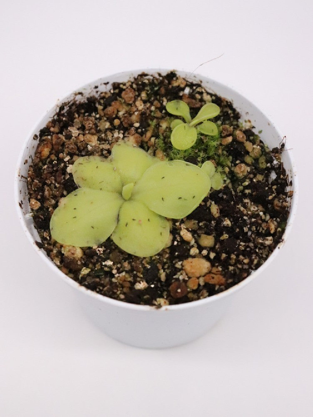 Pinguicula rectifolia