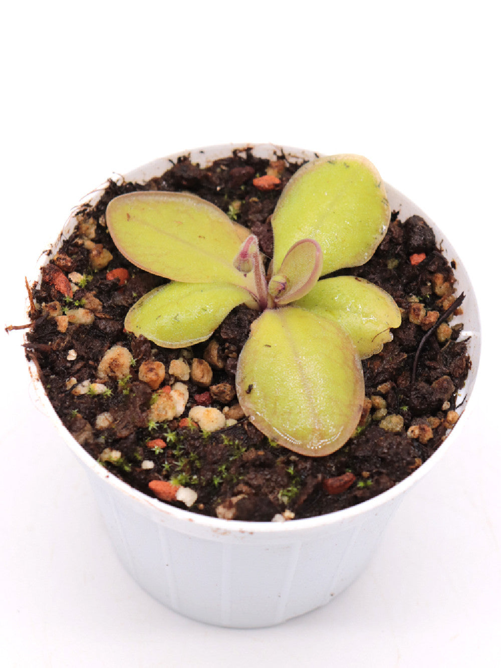 Pinguicula rectifolia Huajuapan, Oaxaca, Mexico