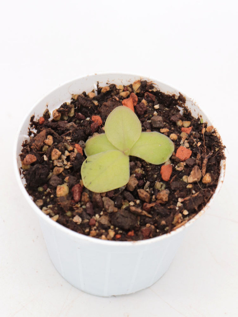 Pinguicula rectifolia Huajuapan, Oaxaca, Mexico