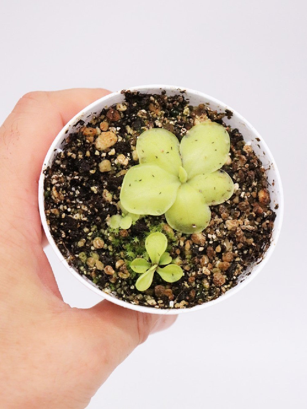 Pinguicula rectifolia Huajuapan, Oaxaca, Mexico