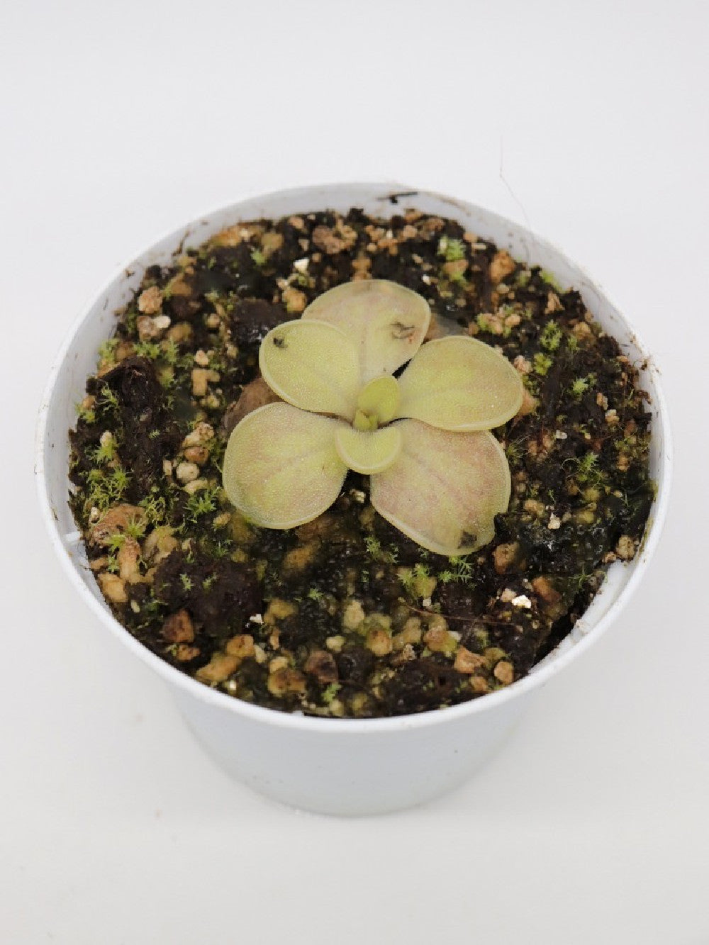 Pinguicula spec. Tonala