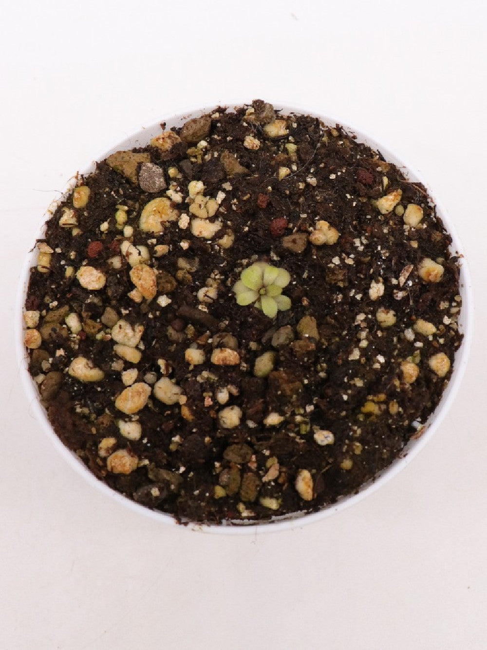 Pinguicula spec. Tonala