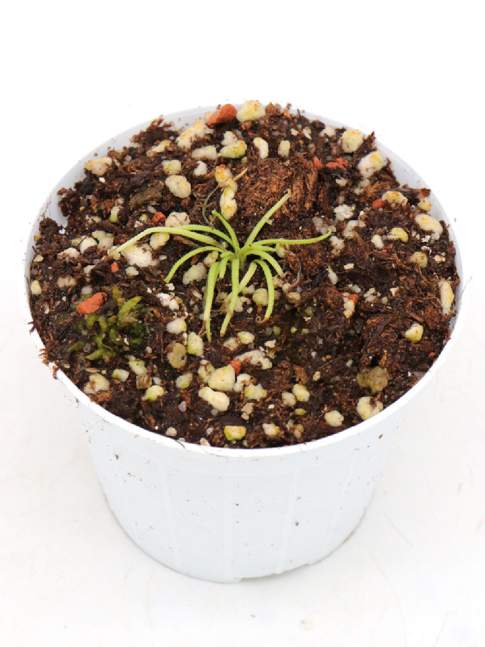 Pinguicula spec. Tonala New Species!!