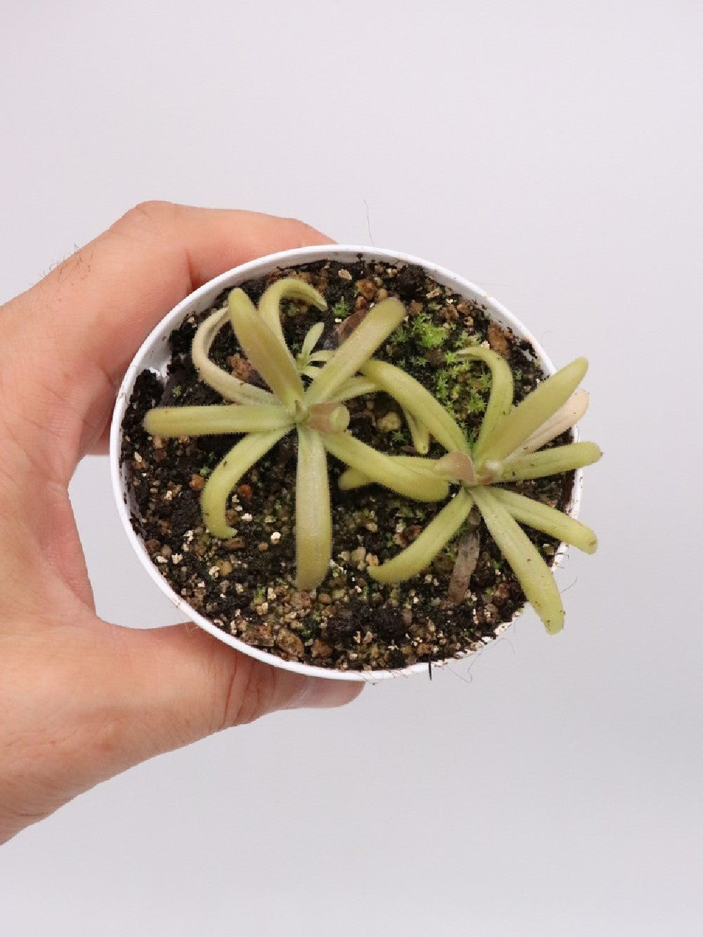 Pinguicula sumidero II x gypsicola