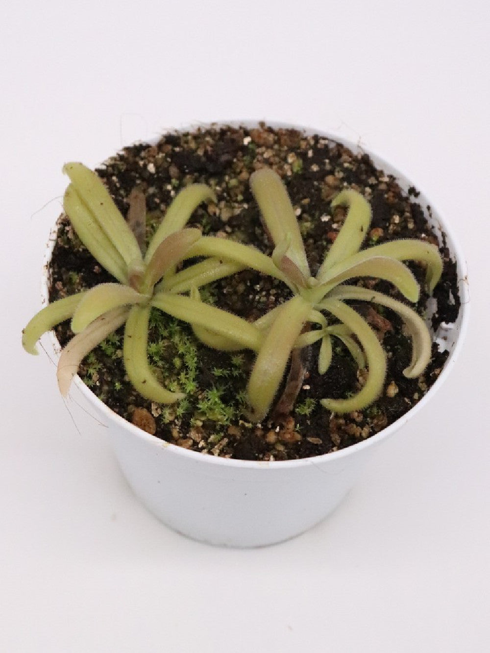 Pinguicula sumidero II x gypsicola
