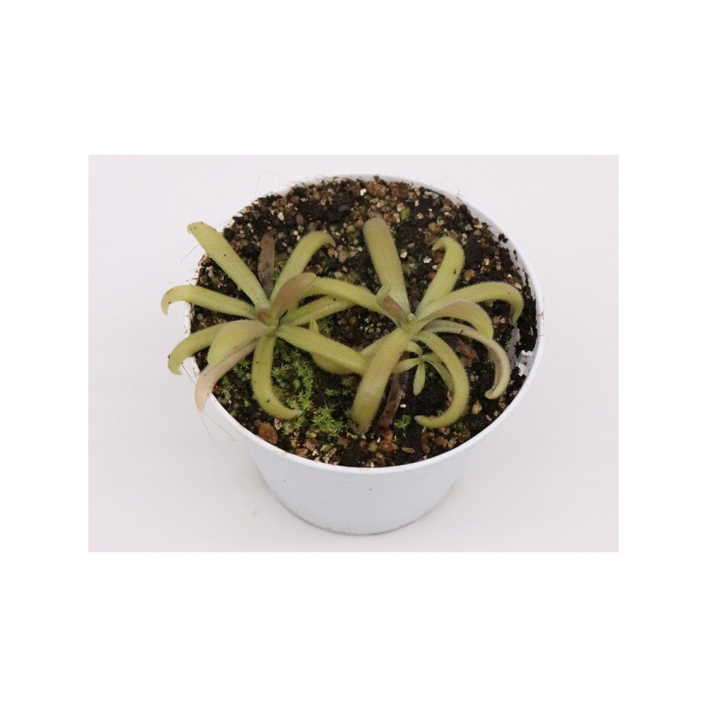 Pinguicula sumidero II x gypsicola