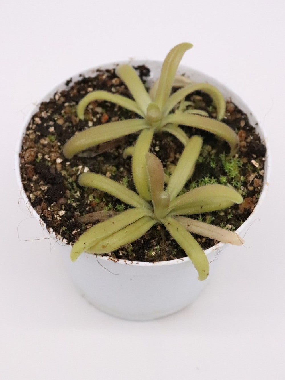 Pinguicula sumidero II x gypsicola