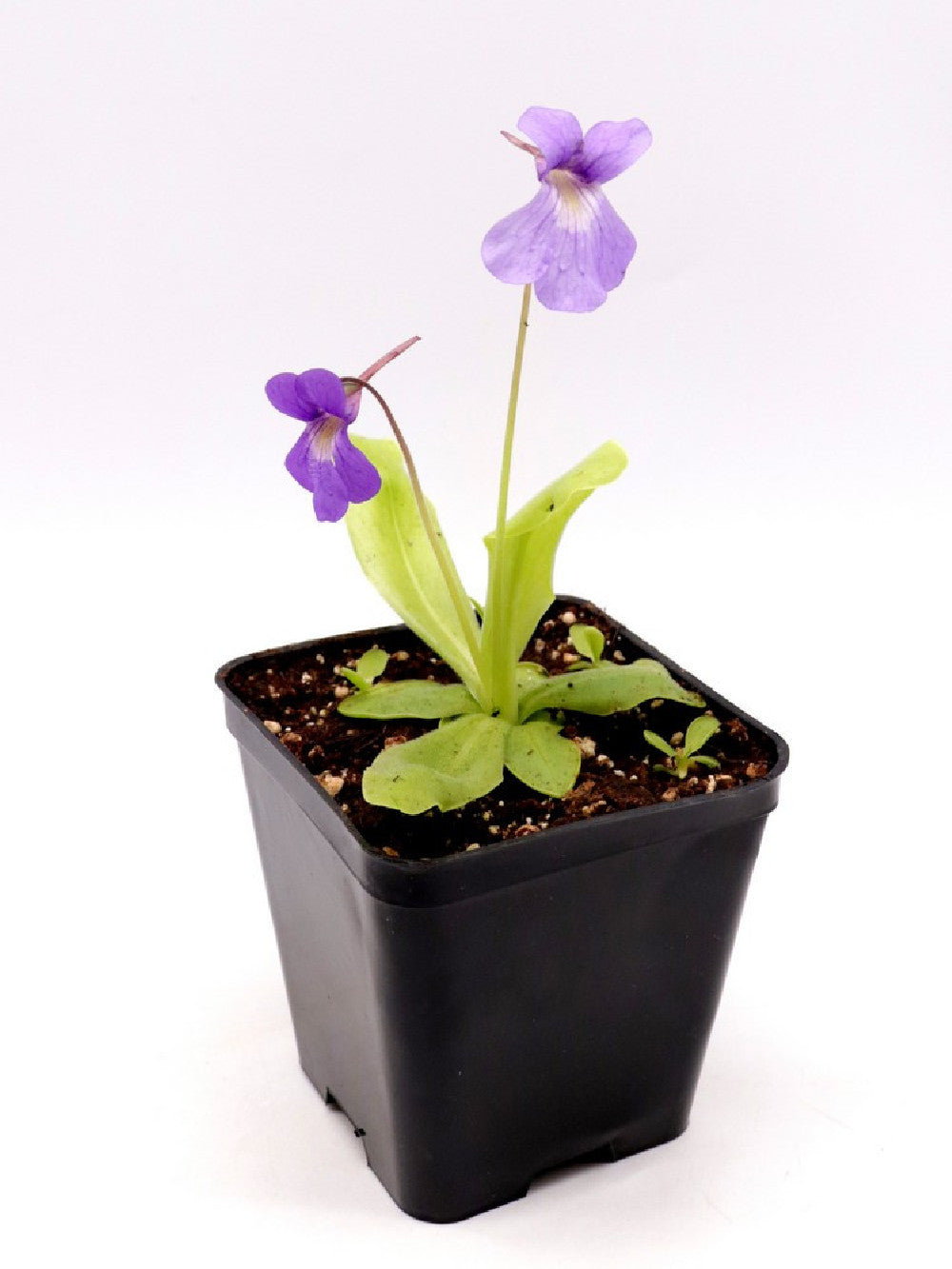 Pinguicula vallisnerifolia x grandiflora (ibernacolo)
